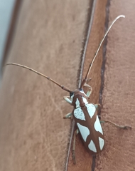 Prosopocera lactator