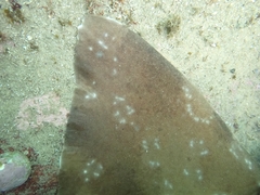 Orectolobus maculatus