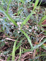 Pollichia campestris