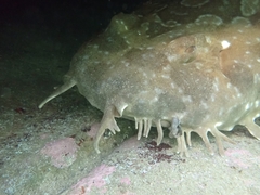 Orectolobus maculatus