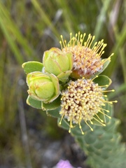 Leucospermum truncatulum