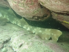 Orectolobus maculatus