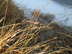 Blysmus sinocompressus