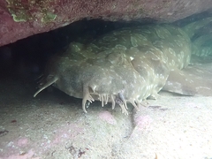 Orectolobus maculatus