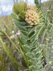 Leucospermum truncatulum