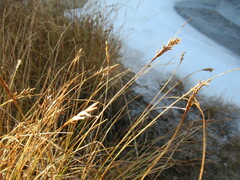 Blysmus sinocompressus