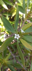 Myoporum