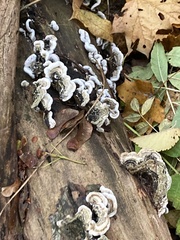 Auricularia mesenterica