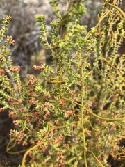 Erica arenaria