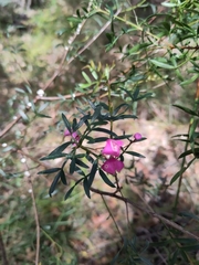 Boronia thujona