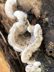 Auricularia mesenterica