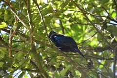 Prosthemadera novaeseelandiae