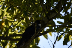 Prosthemadera novaeseelandiae