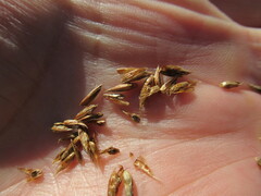 Blysmus sinocompressus