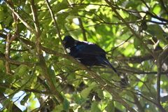 Prosthemadera novaeseelandiae