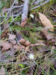 Actinotus minor