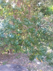 Banksia integrifolia
