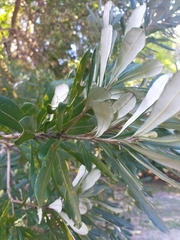 Banksia integrifolia