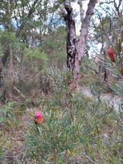 Lambertia formosa