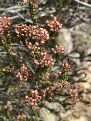 Erica curtophylla
