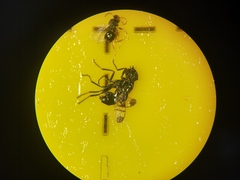 Rivellia syngenesiae