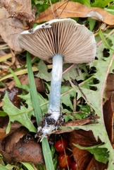 Stropharia pseudocyanea