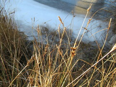 Blysmus sinocompressus