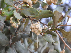 Dryomyia lichtensteinii