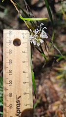 Grevillea linearifolia