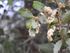 Dryomyia lichtensteinii