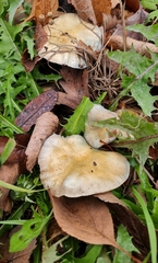 Stropharia pseudocyanea