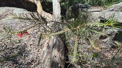 Melaleuca linearis