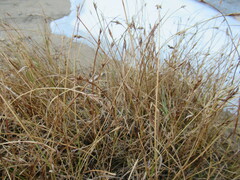 Blysmus sinocompressus