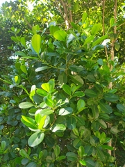 Acronychia imperforata