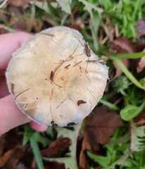 Stropharia pseudocyanea