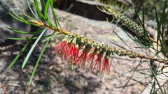 Melaleuca linearis