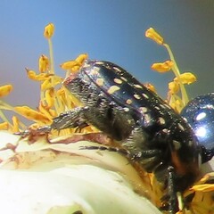 Oxythyrea marginalis