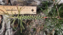 Melaleuca linearis