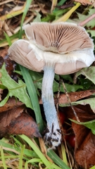 Stropharia pseudocyanea