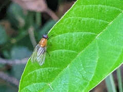 Sapromyza sciomyzina