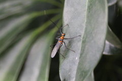 Repipta fuscipes
