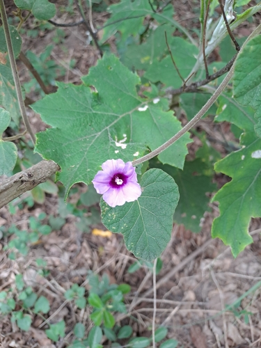Image of Ipomoea wightii by (c) Mmatjie Mashao, some rights reserved (CC BY-SA)