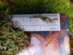 Cladonia transcendens