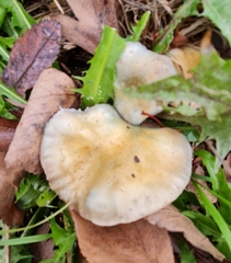 Stropharia pseudocyanea