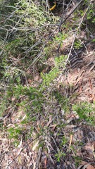 Leptospermum arachnoides