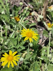 Arctotis arctotoides