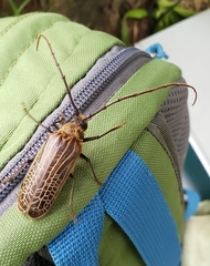 Prionoplus reticularis