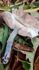 Stropharia pseudocyanea