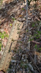 Leptospermum arachnoides