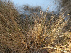 Blysmus sinocompressus